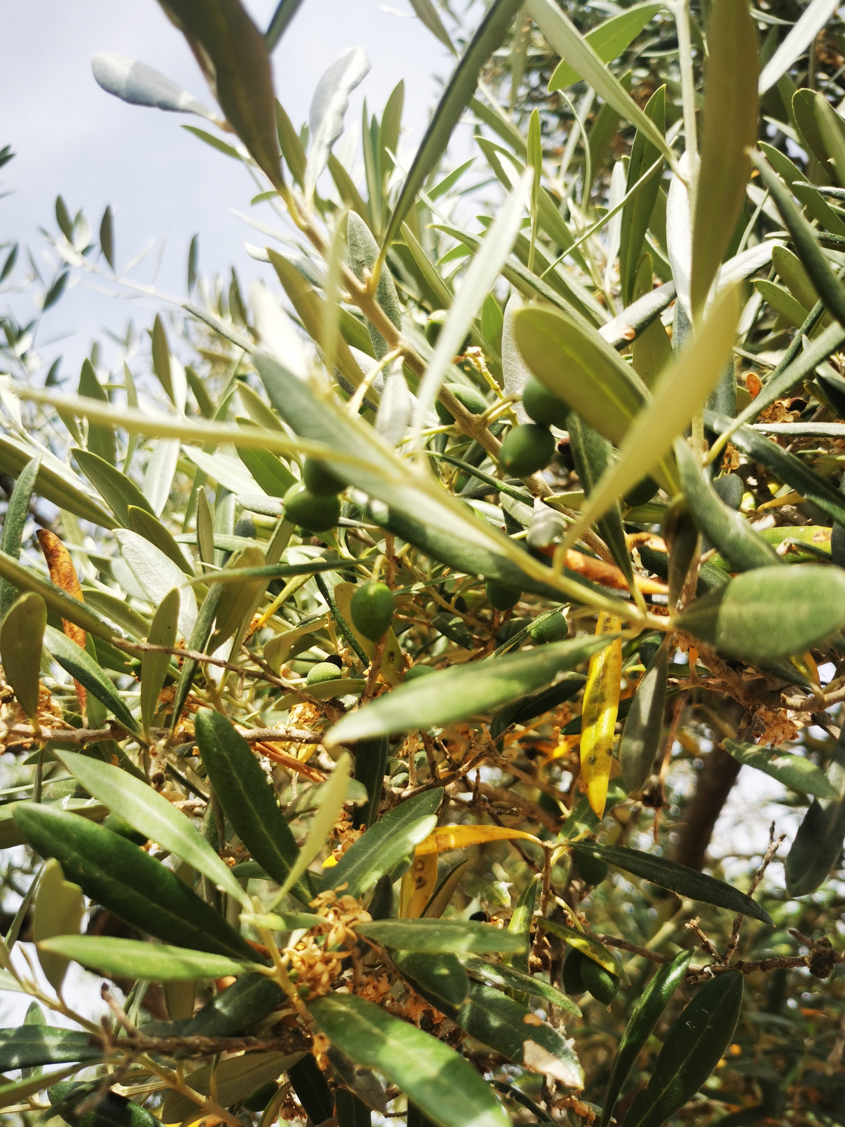 Vue de près des oliviers Manzanilla cacereña au mois de juin. A ce stade, il reste quelques fleurs séchées, des olives en développement et apparaissent les premiers rejets de l'arbre.