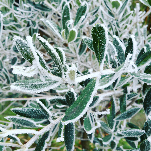 Assortiment des 4 huiles aromatisées d'hiver