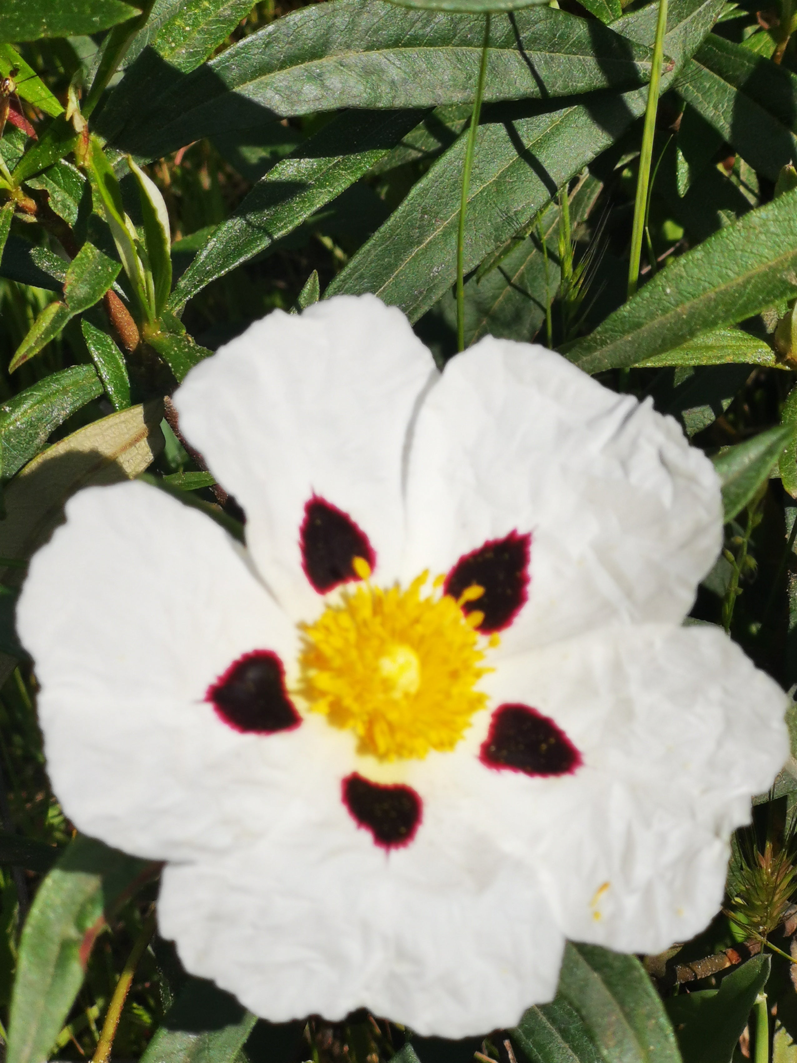 Jara- fleur de ciste