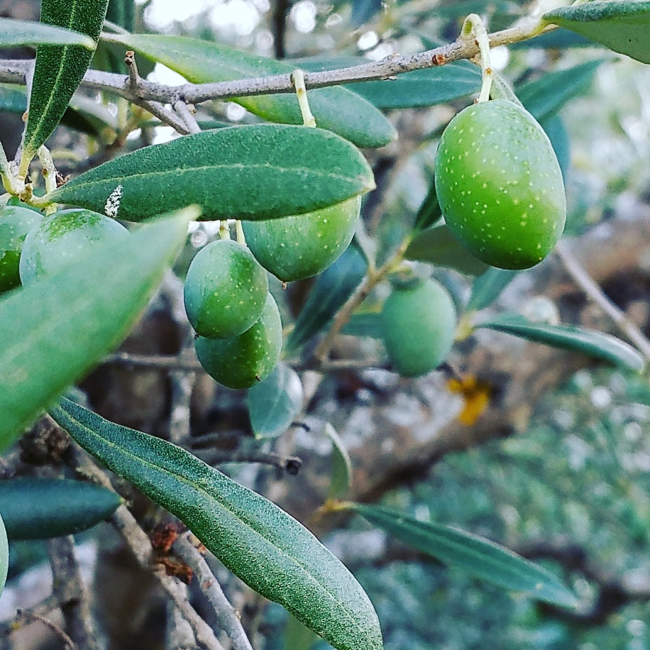 Olive de la variété Manzanilla cacereña au mois d'Août.