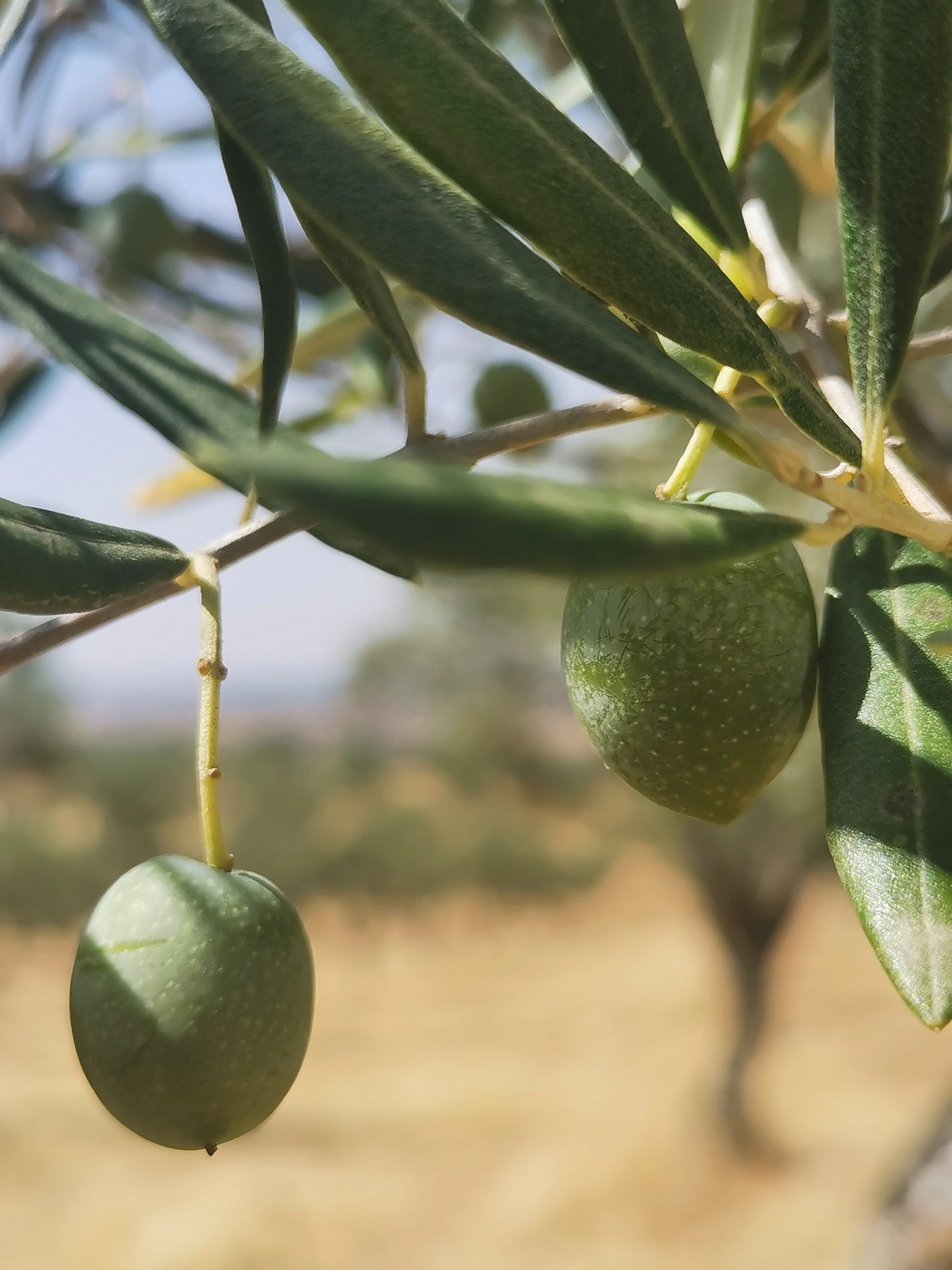 Vue de la parcelle Castellana- Casa Montero y Bianchi- aout 2025- Manzanilla Cacereña- Sierra de Gata- production d'huile d'olive vierge extra premium