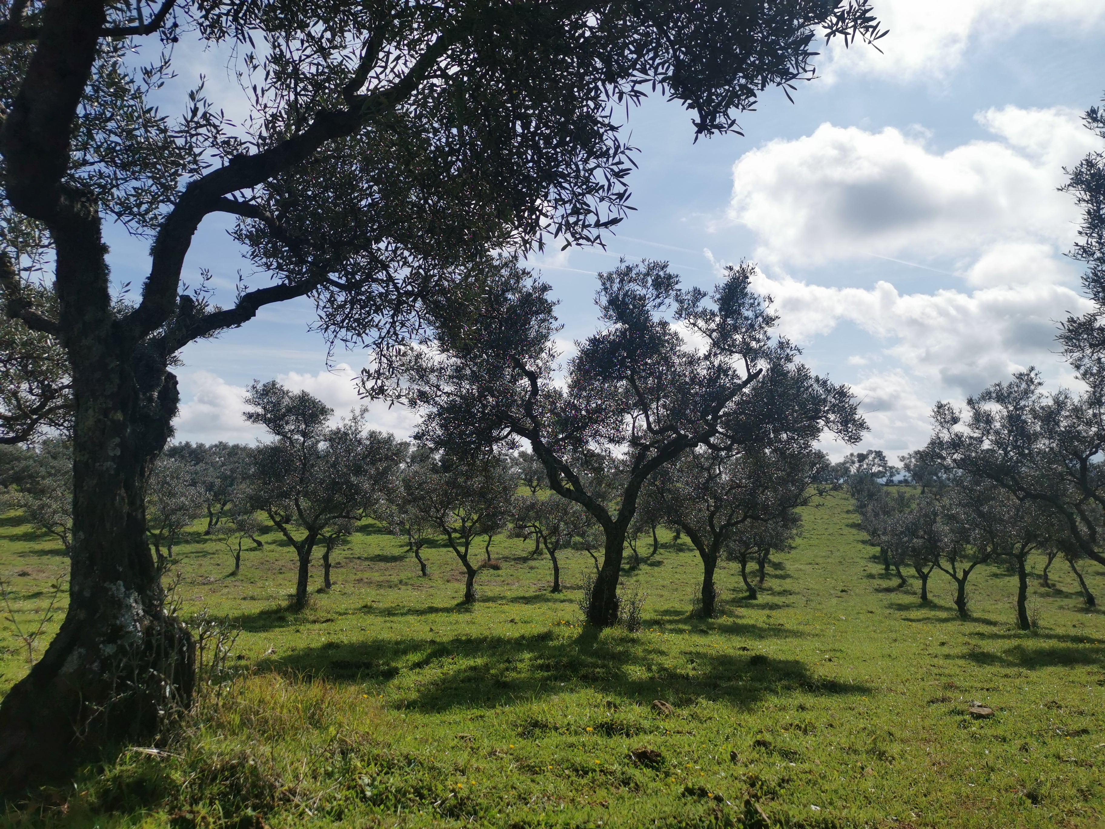 vue de la parcelle de Manzanilla cacereña de la Castellana en février- Sierra de Gata- espagne