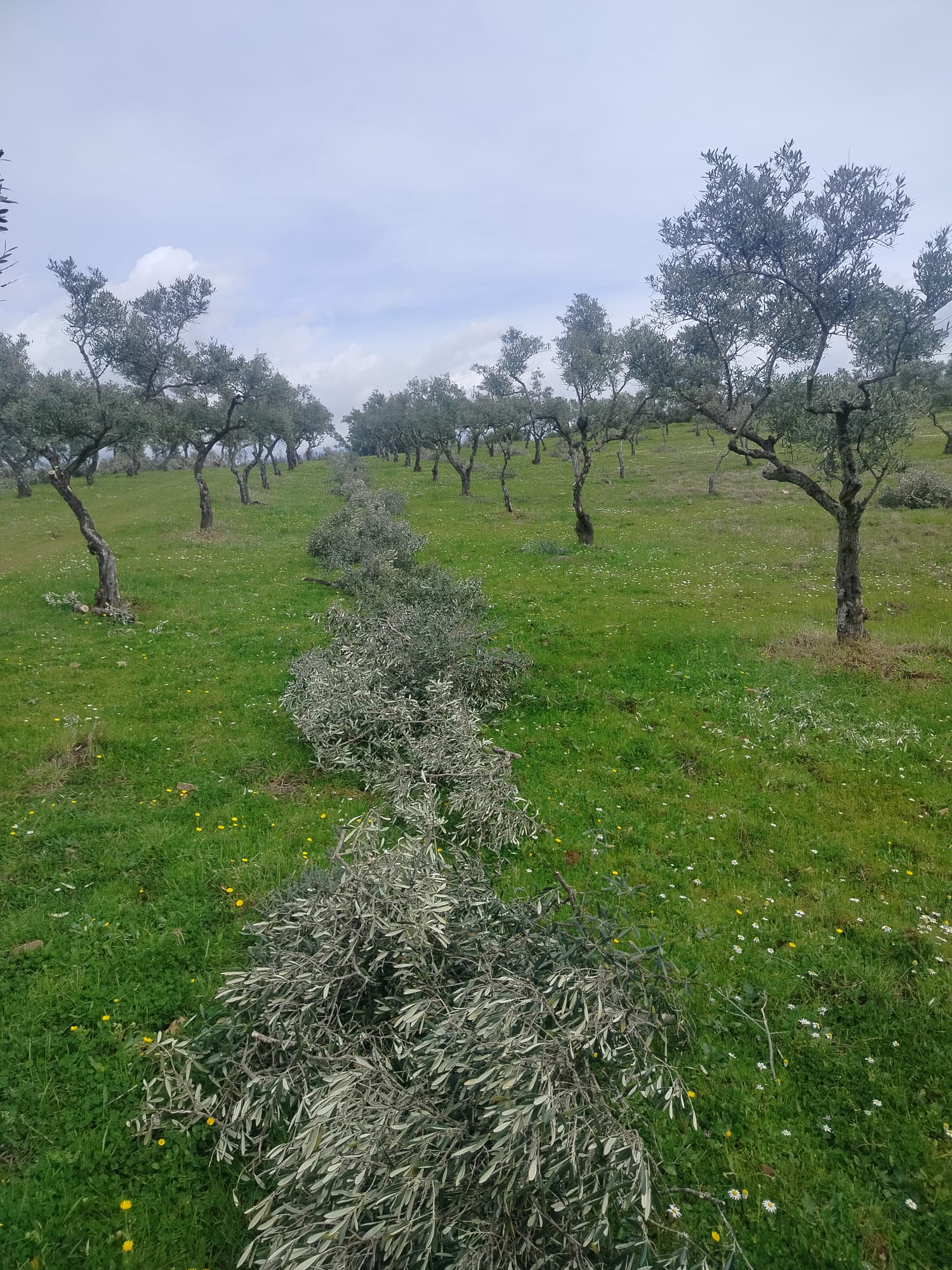 Après une coupe généreuse, les branches sont alignées dans les allées d'oliviers pour procéder à leur broyage