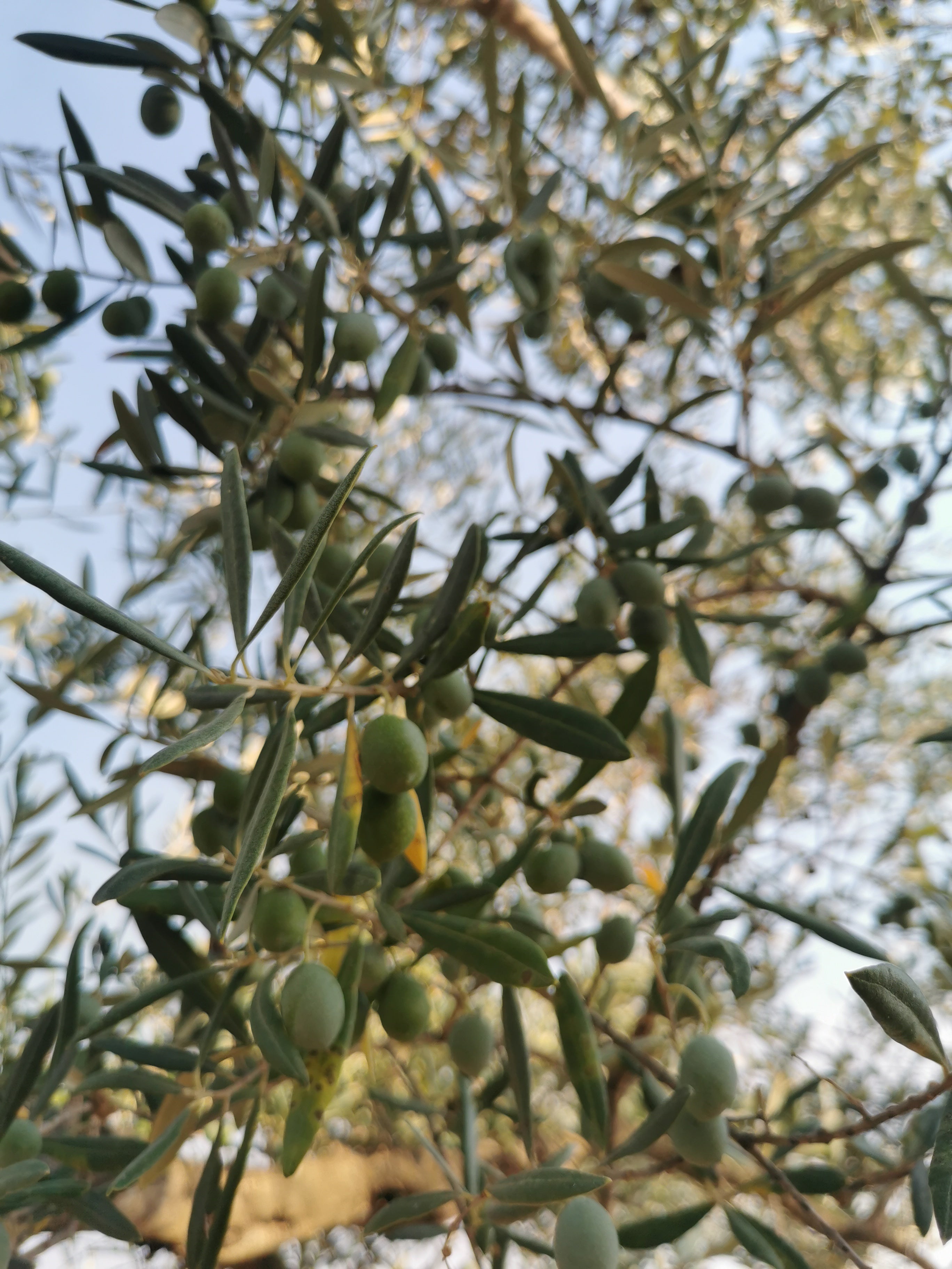 Vue d'une branche d'olivier de la parcelle Castellana- Casa Montero y Bianchi- aout 2025- Manzanilla Cacereña- Sierra de Gata- production d'huile d'olive vierge extra premium