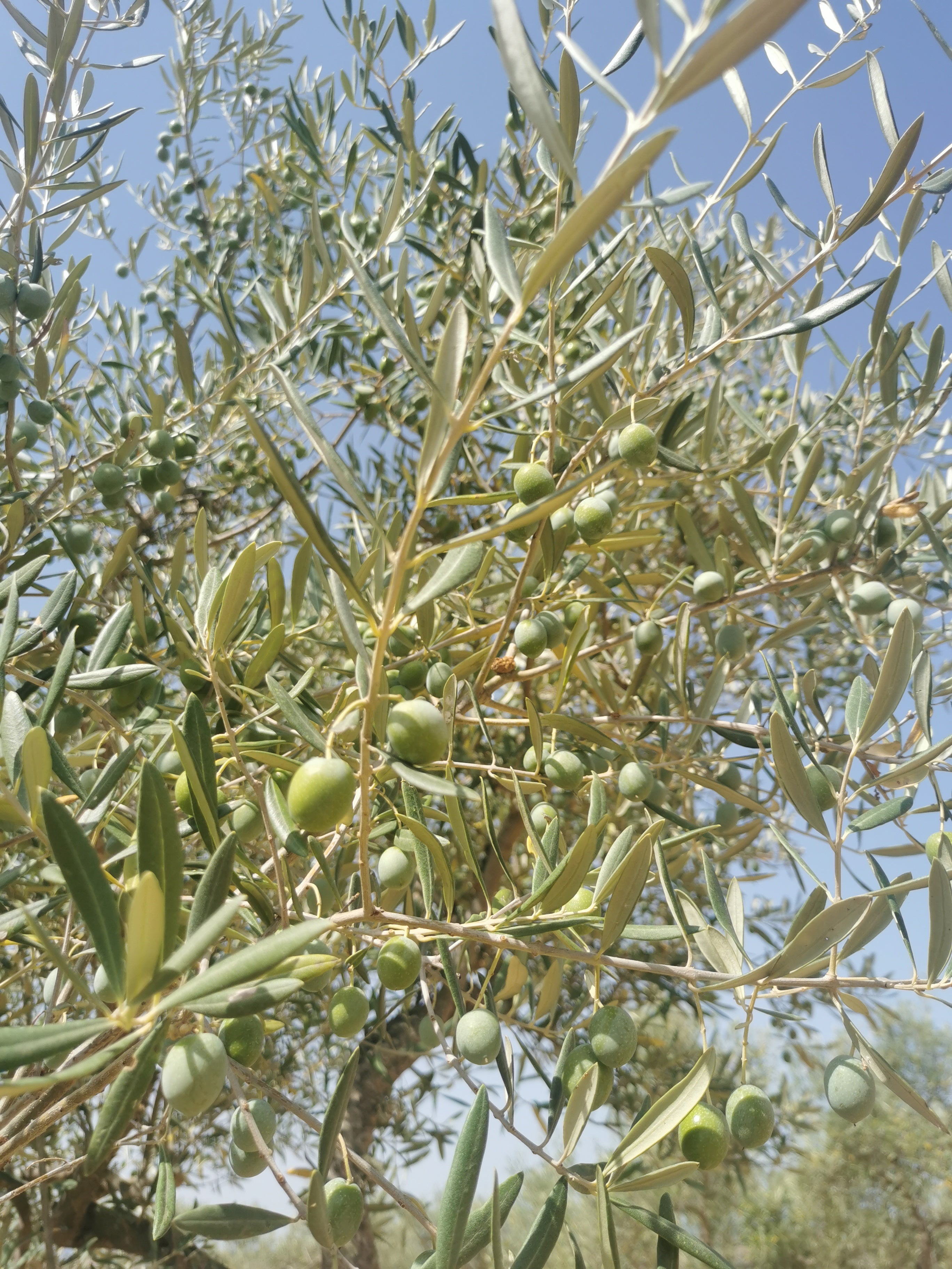 Manzanilla cacereña a 15 jour du démarrage de la récolte des olives de table. Sierra de Gata- Espagne
