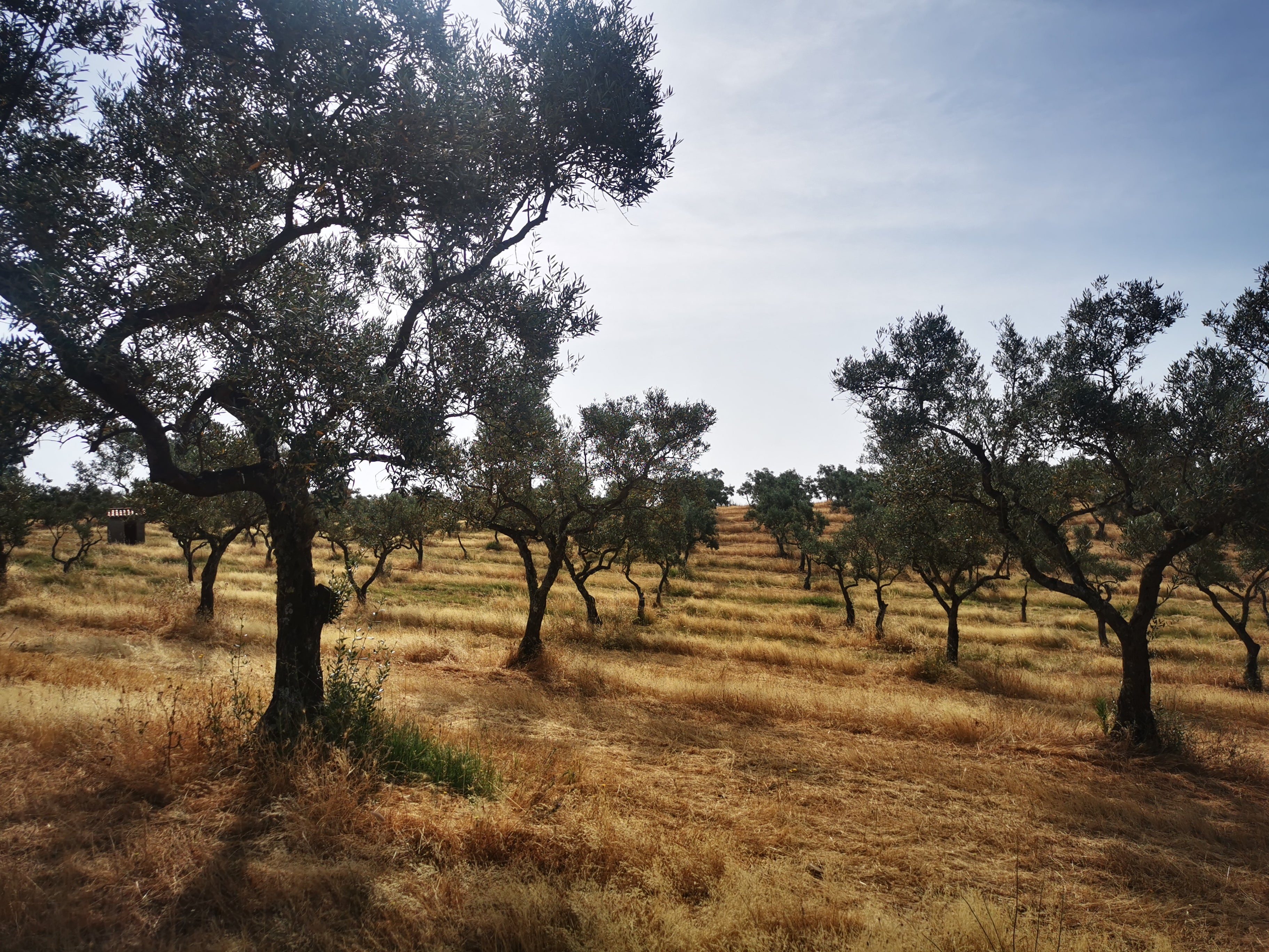 Vue de la parcelle Castellana- Casa Montero y Bianchi- juin 2025- Manzanilla Cacereña- Sierra de Gata- production d'huile d'olive vierge extra premium