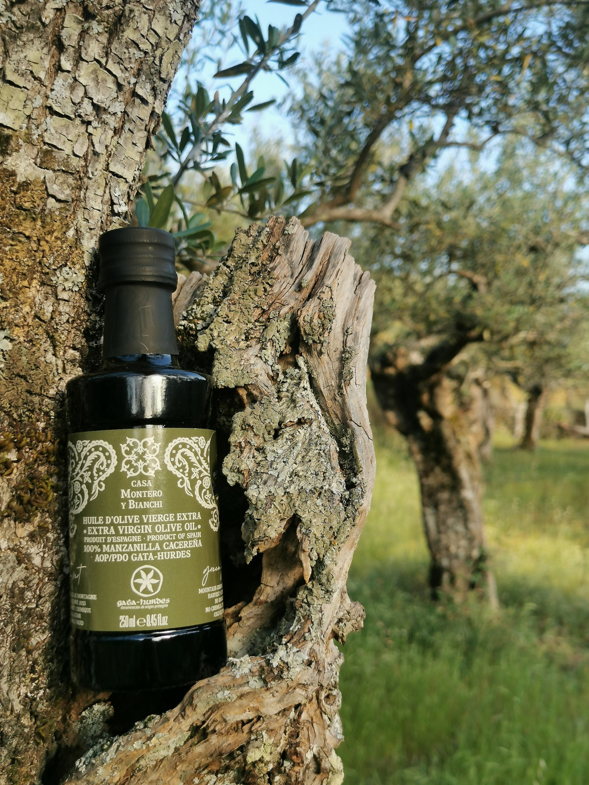 Huile d'olive vierge extra Fruité Vert 100 % Manzanilla Cacereña Casa Montero y Bianchi photographiée dans son oliveraie de la Sierra de Gata (AOP Gata-Hurdes).