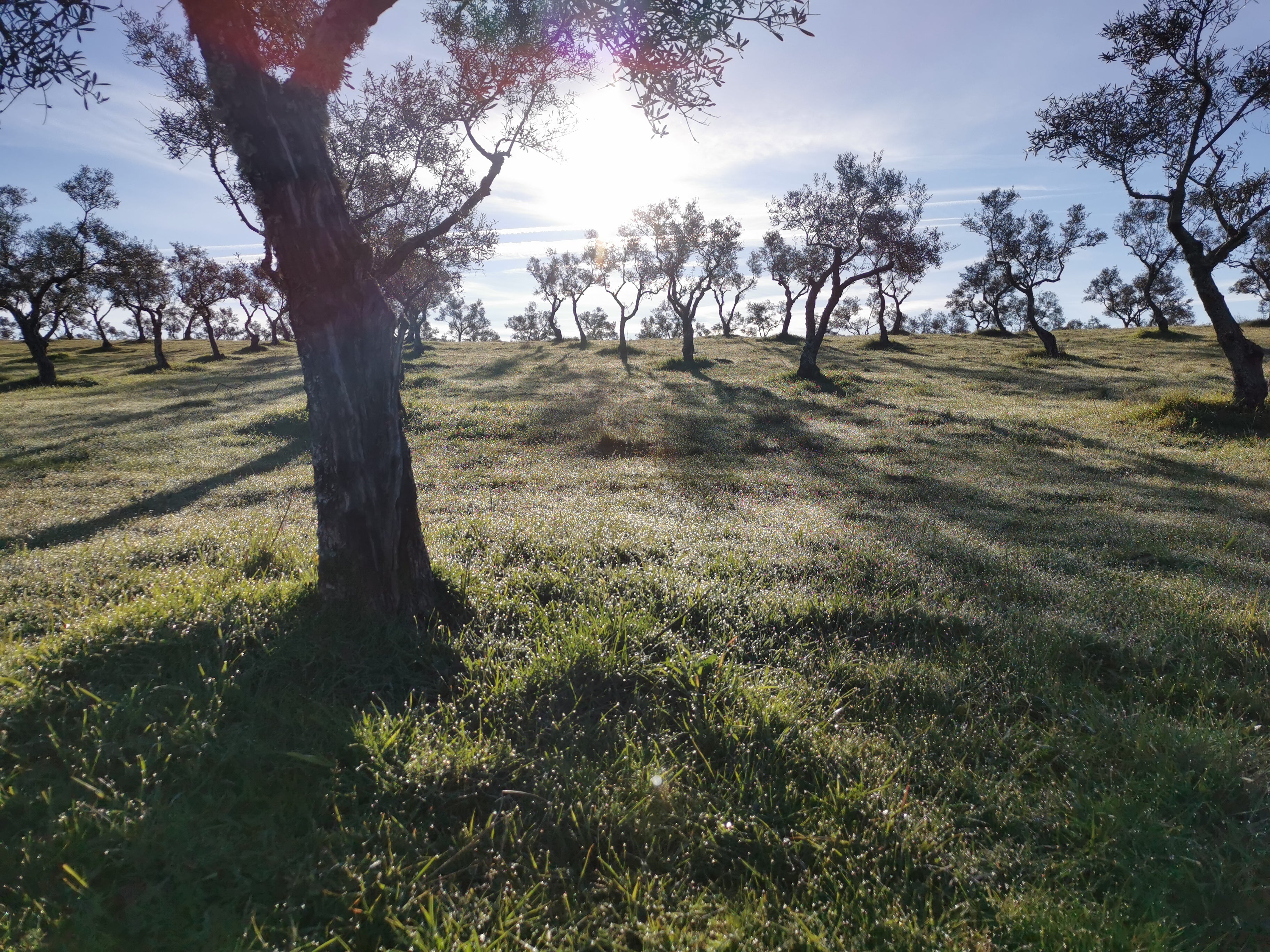Vue de l'oliveraie de Casa Montero y Bianchi dans la Sierra de Gata, en Estrémadure, où sont cultivées les olives Manzanilla Cacereña.