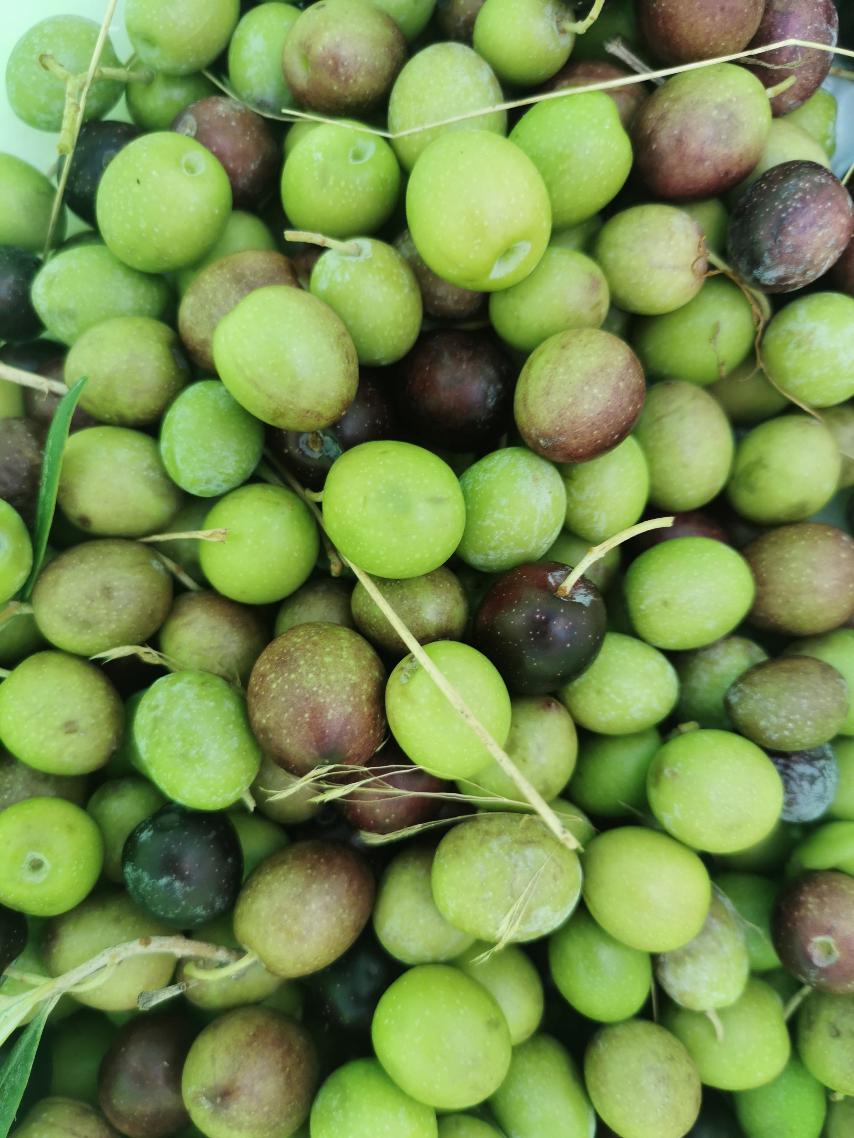 Olives Manzanilla Cacereña fraîchement récoltées dans les oliveraies de la Sierra de Gata en Estrémadure.