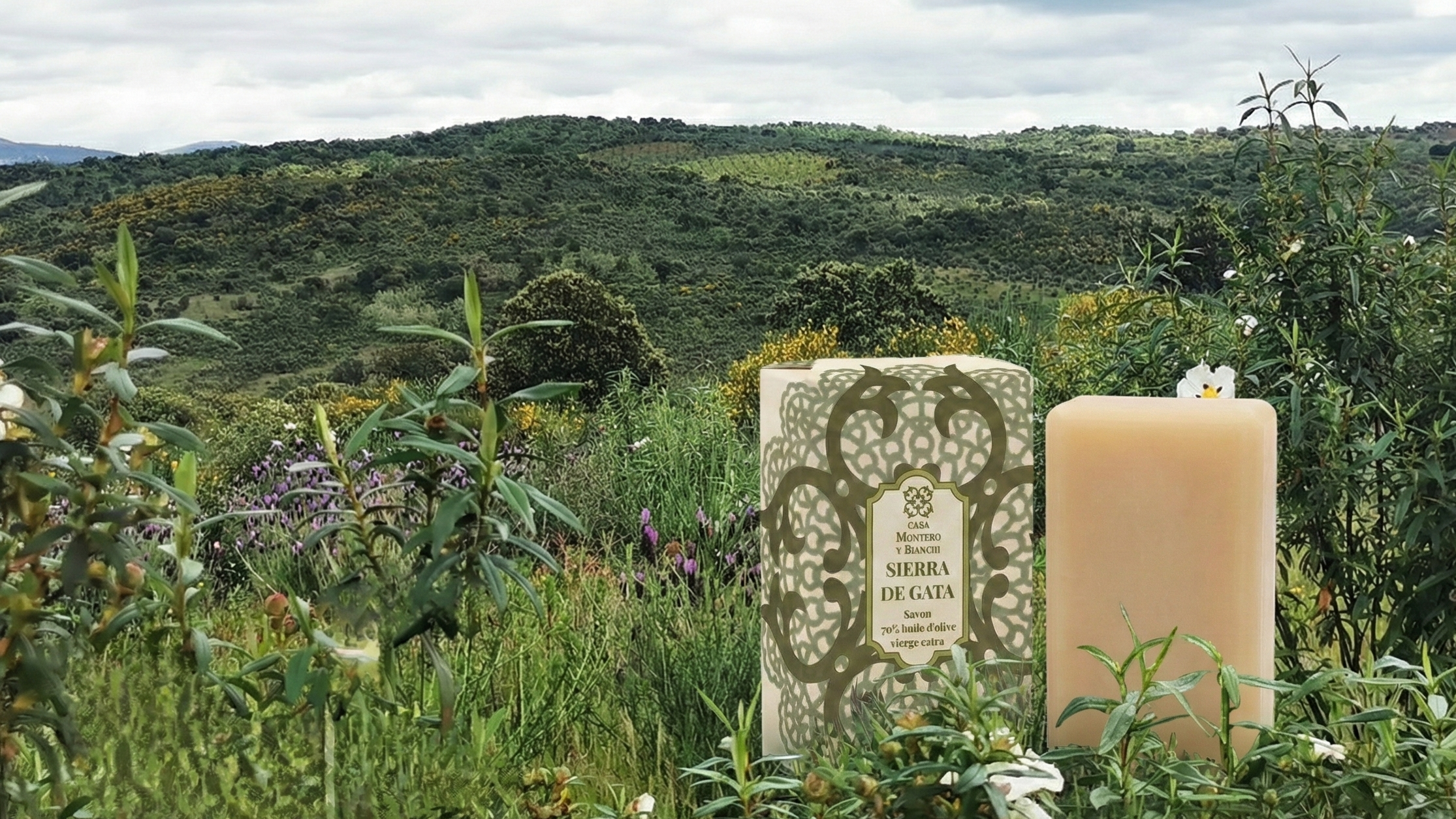 Savon artisanal à l'huile d'olive vierge extra Casa Montero y Bianchi dans les oliveraies de la Sierra de Gata au printemps